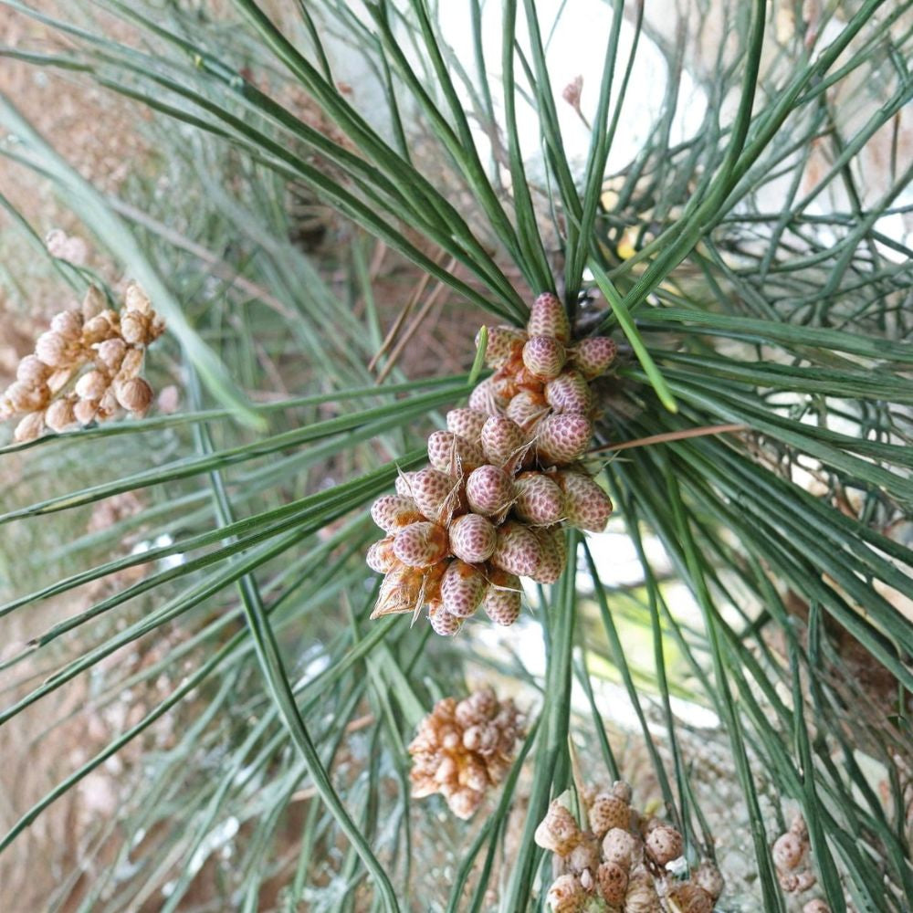 Japanese Black Pine – Pinus thunbergiana Tree Seeds | 480 Seeds | Hardy Evergreen Bonsai Tree | Salt & Drought Tolerant | Specimen Conifer | Zone 4–8