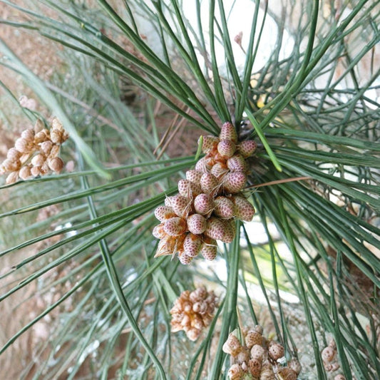 Japanese Black Pine – Pinus thunbergiana Tree Seeds | 480 Seeds | Hardy Evergreen Bonsai Tree | Salt & Drought Tolerant | Specimen Conifer | Zone 4–8