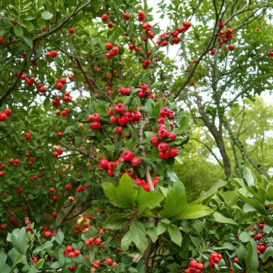 Mayhaw Fruit Trees – 2 Live Heirloom Seedlings | 6 Inch Tall Saplings | Red Mayhaw Hawthorn | Bare Root Edible Landscape Tree