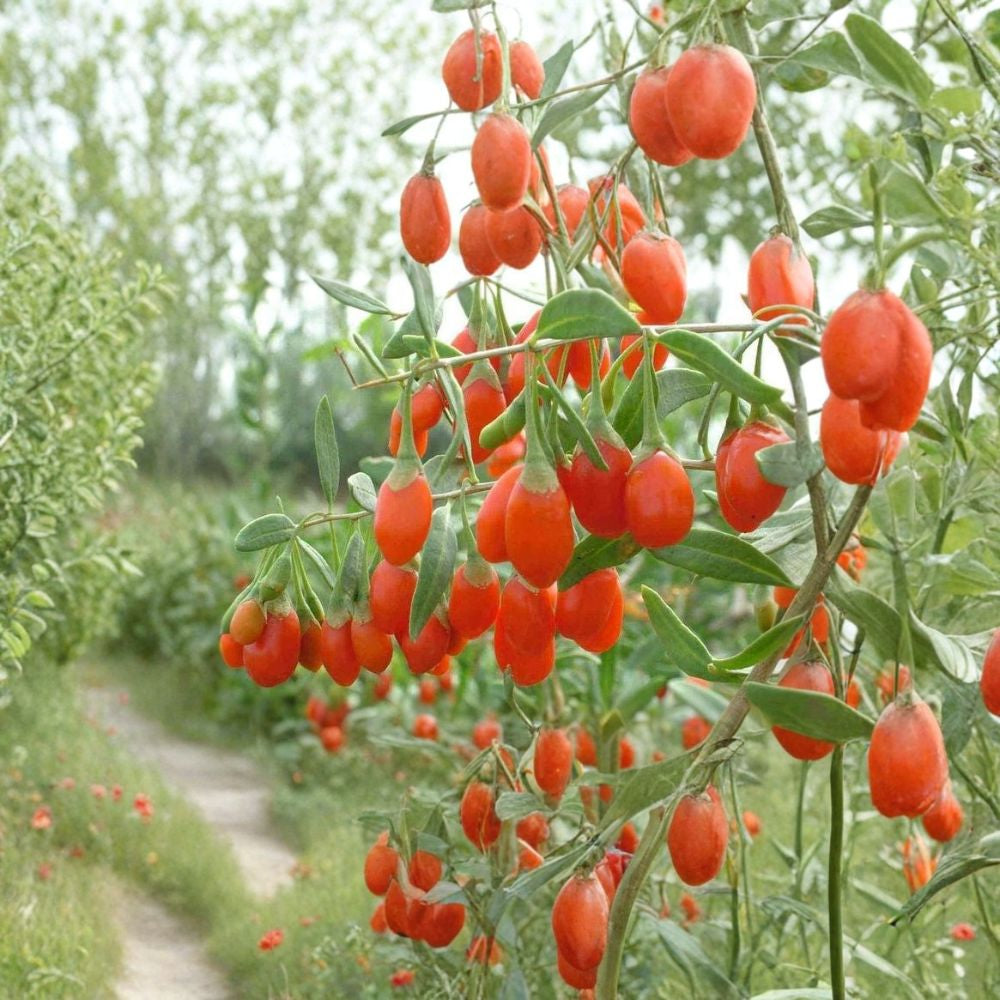 Goji Berry – Lycium chinense Seeds | 50 Count | Edible Hardy Shrub | Fast Growing Wolfberry