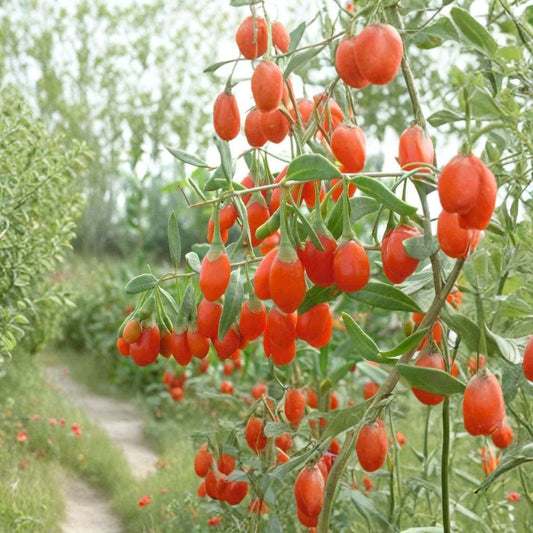 Goji Berry – Lycium chinense Seeds | 50 Count | Edible Hardy Shrub | Fast Growing Wolfberry