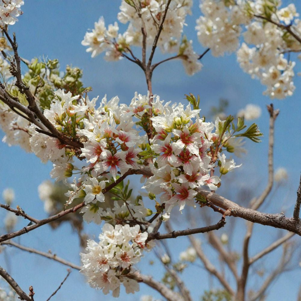 Yellowhorn – Xanthoceras sorbifolium Seeds | 12 Hardy Flowering Tree Seeds | Edible Nut Tree | Cold Tolerant | Zones 4–7
