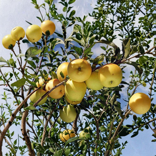 Golden Delicious Apple Scion Wood – 10 Fresh Cuttings for Grafting | 4–8 Inches Long | Classic Sweet Apple Variety | Orchard Propagation Pack