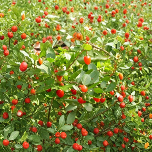 Goji Berry – Lycium chinense Seeds | 150 Count | Hardy Edible Wolfberry Shrub | Fast Growing