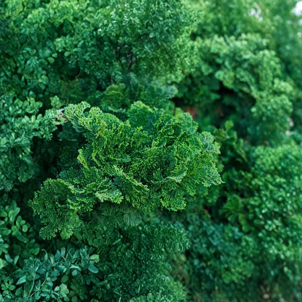 Hinoki Cypress – Chamaecyparis obtusa Tree Seeds | 600 Seeds | Evergreen Bonsai & Privacy Screen Tree