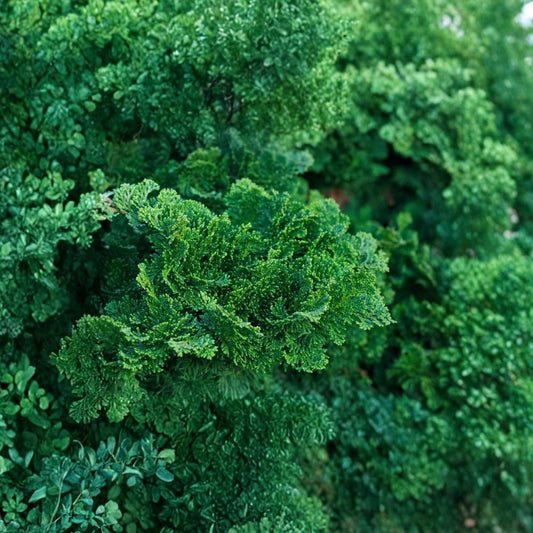 Hinoki Cypress – Chamaecyparis obtusa Tree Seeds | 600 Seeds | Evergreen Bonsai & Privacy Screen Tree