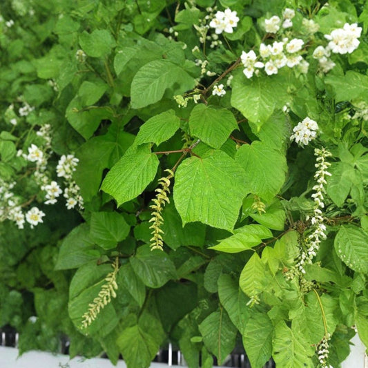 Manchurian Striped Maple Tree Seeds – Acer tegmentosum | 120 Seeds | Snake Bark Maple | Showy White Striped Bark | Hardy Shade Tree Bulk