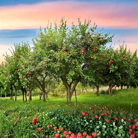 Honeycrisp Apple Tree – Malus domestica | Live Fruit Tree 2–3 ft Tall | Sweet Crisp Apple Variety | Bare Root Orchard Starter
