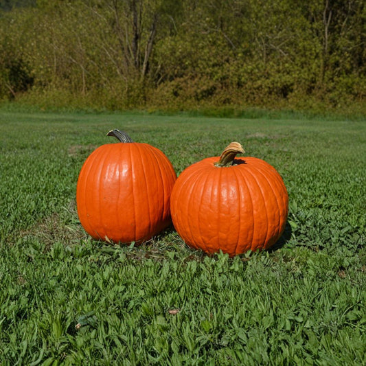Big Max Pumpkin – Cucurbita pepo “Big Max” Seeds | 30 Seeds | Giant Pumpkin Up to 100 lbs | Open Pollinated Non-GMO | Perfect for Carving & Baking
