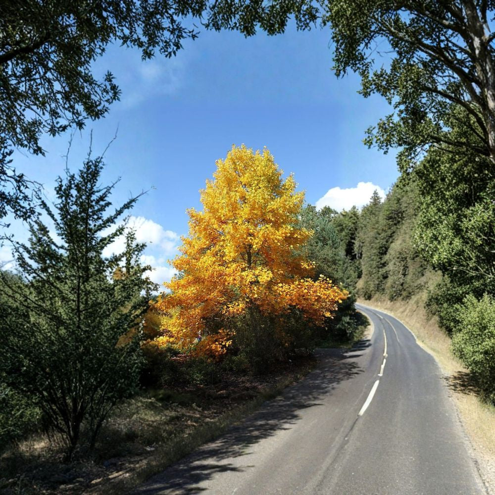 Tulip Tree – Liriodendron tulipifera Seeds | 120 Count | Fast Growing Shade Tree | Yellow Tulip Flowers | Cold Hardy Native Tree