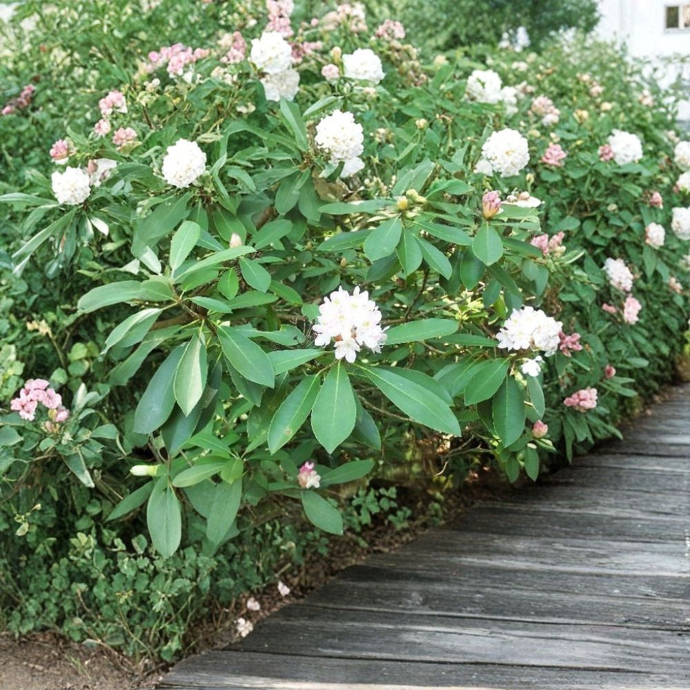 Rosebay Rhododendron – Rhododendron maximum Seeds | 1800 Seeds | Hardy Evergreen Woodland Shrub | Bulk Wholesale