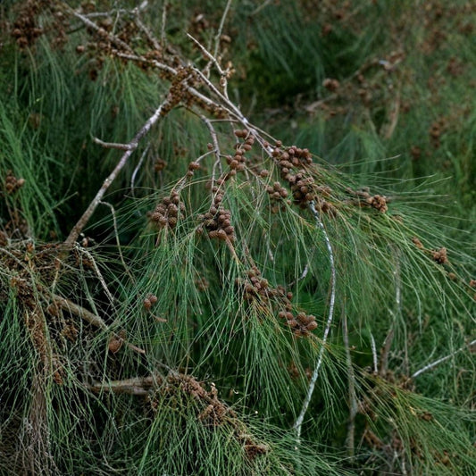 River She-Oak – Casuarina cunninghamiana Tree Seeds | 50 Seeds | Fast Growing Evergreen Windbreak | Heat & Salt Tolerant | Tropical Shade Tree | Zone 9–11