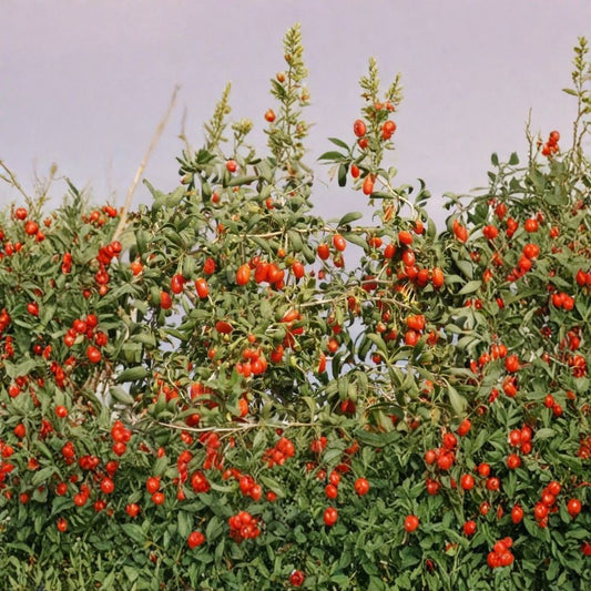 Goji Berry – Lycium chinense Seeds | 300 Count | Bulk Hardy Edible Wolfberry Shrub