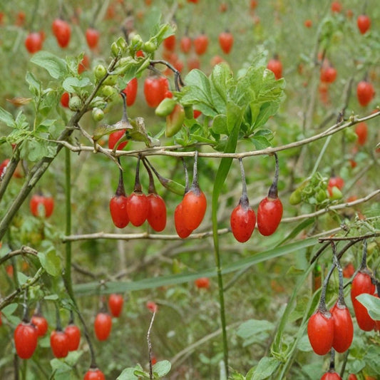 Goji Berry – Lycium chinense Seeds | 600 Count | Bulk Hardy Edible Wolfberry Shrub