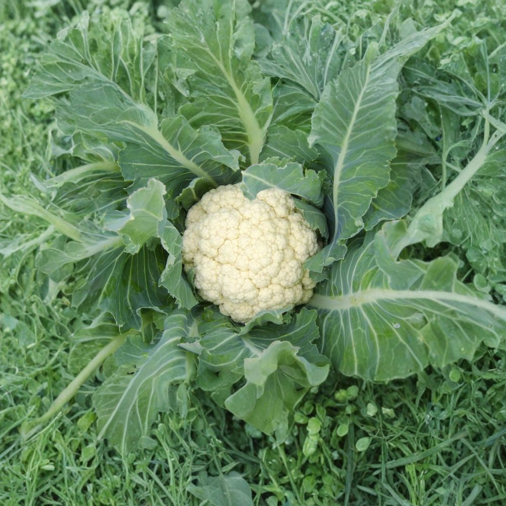 Early Snowball Cauliflower – Brassica oleracea Seeds | 125 Open Pollinated Seeds | Snow-White Cauliflower Heads | Heirloom Garden Vegetable