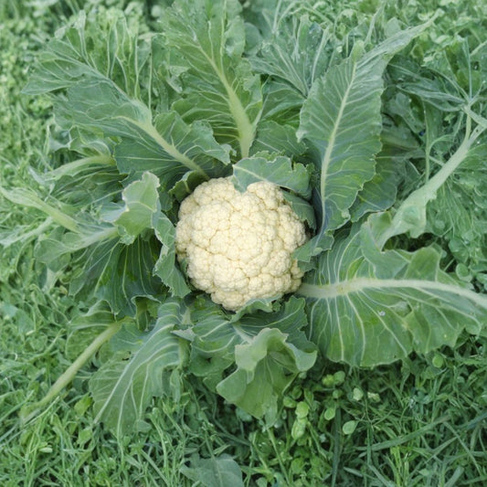 Early Snowball Cauliflower – Brassica oleracea Seeds | 125 Open Pollinated Seeds | Snow-White Cauliflower Heads | Heirloom Garden Vegetable