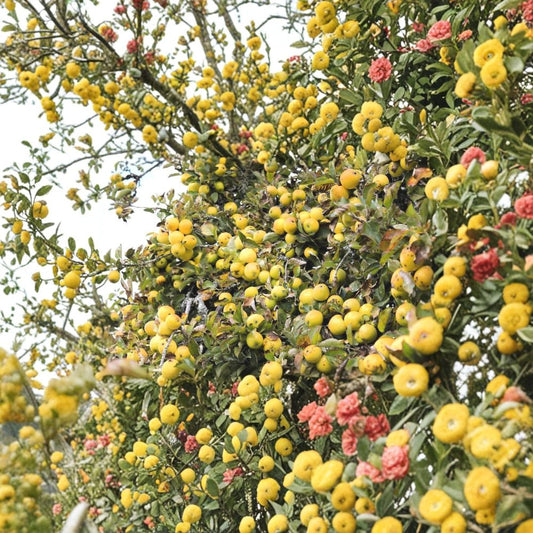 Golden Delicious Apple Scion Wood – 10 Fresh Cuttings for Grafting | Organic Apple Tree Scions | Rooting & Propagation | Heirloom Fruit Variety
