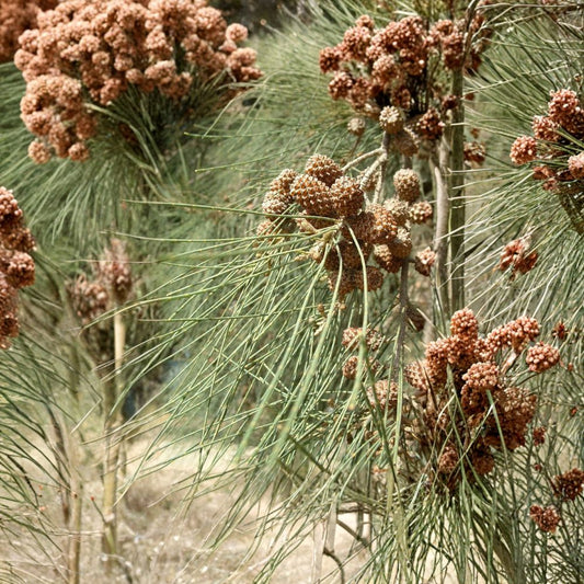 River She-Oak – Casuarina cunninghamiana Tree Seeds | 150 Seeds | Fast Growing Evergreen Windbreak | Heat & Salt Tolerant | Tropical Shade Tree | Zone 9–11