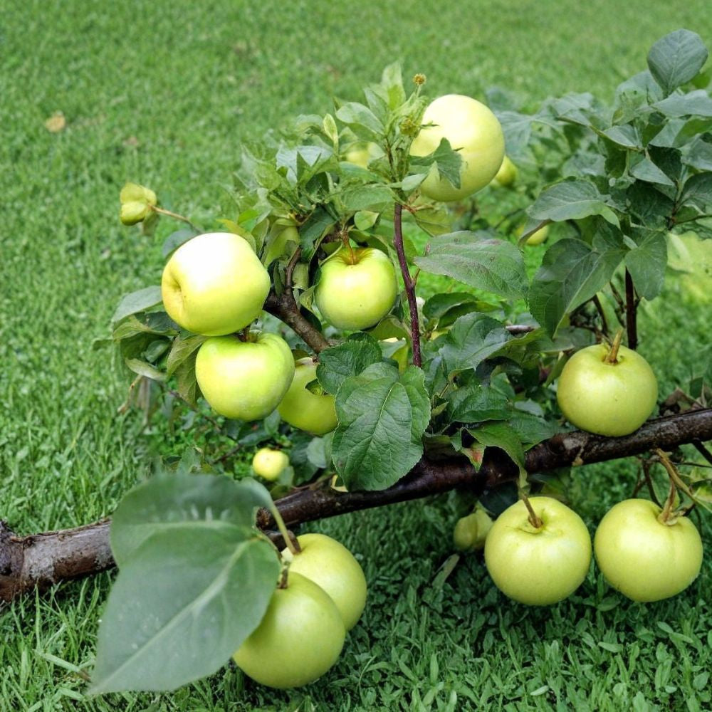 Antonovka Apple – Malus domestica “Antonovka” Seeds | 20 Hardy Edible Apple Tree Seeds | Cold Hardy Rootstock | Zones 3–8