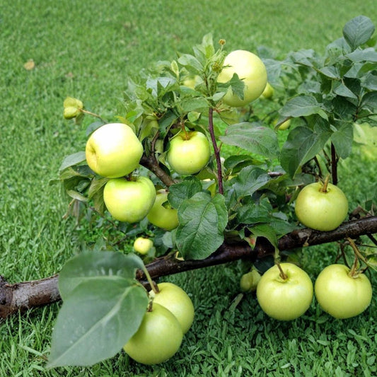 Antonovka Apple – Malus domestica “Antonovka” Seeds | 20 Hardy Edible Apple Tree Seeds | Cold Hardy Rootstock | Zones 3–8