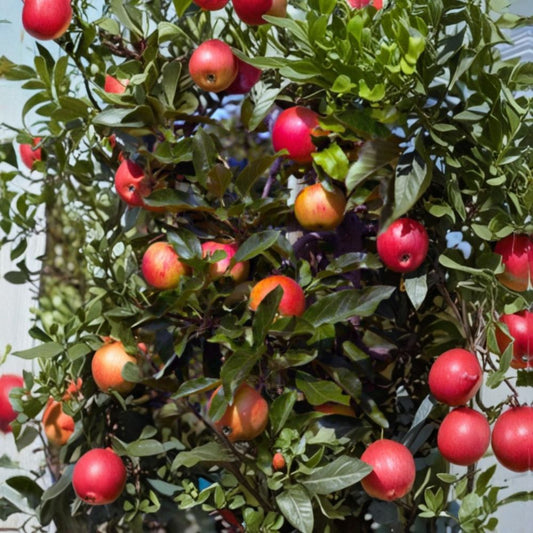 Red Delicious Apple Scion Wood – 4 Cuttings for Grafting | 6–10 Inches Long | Classic Red Apple Variety | Orchard Propagation