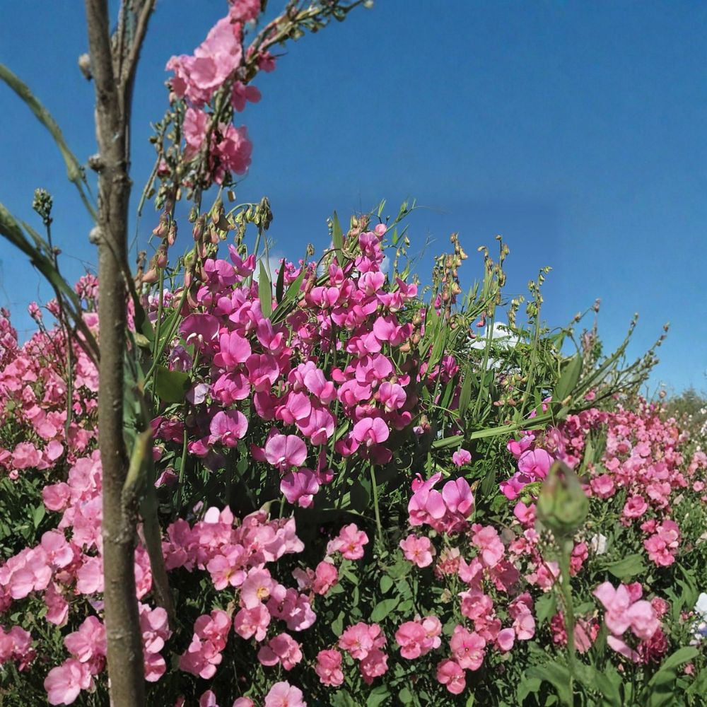 Everlasting Pea (Perennial Pea) – Lathyrus latifolius Seeds | 20 Showy Perennial Vine Seeds | Easy to Grow | Zones 3–8
