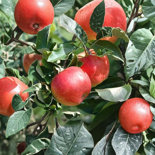 Mixed Apple Tree Seeds – Malus domestica | 5 Assorted Apple Seeds | Hardy Fruit Tree Starter | Grow Your Own Orchard