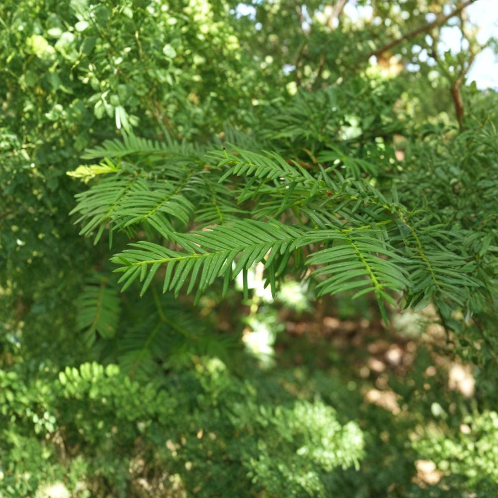 Japanese Yew – Taxus cuspidata ‘Capitata’ Seeds | 60 Evergreen Tree Seeds | Hardy Shade-Tolerant Conifer | Bonsai & Landscape Tree