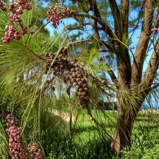 River She-Oak – Casuarina cunninghamiana Tree Seeds | 1800 Seeds | Fast Growing Evergreen Windbreak | Heat & Salt Tolerant | Tropical Shelterbelt Tree | Zone 9–11