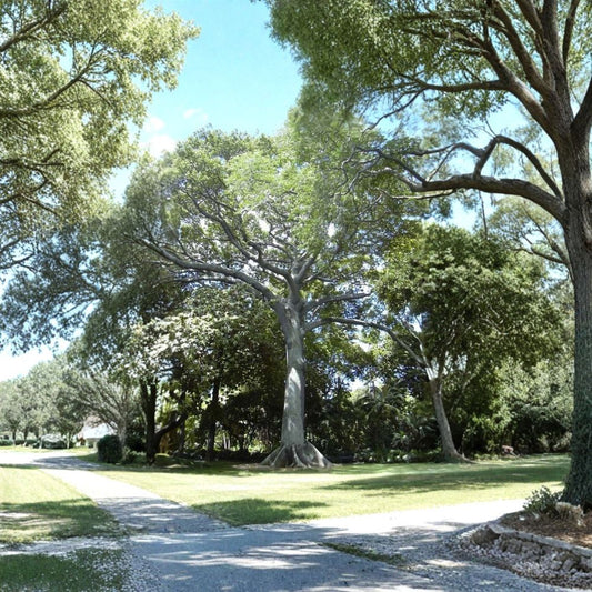Kapok Tree (Silk Cotton Tree) – Ceiba pentandra Seeds | 20 Fast Growing Tropical Tree Seeds | Zones 9–11