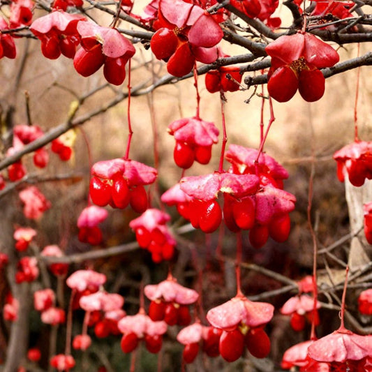 Eastern Wahoo Burning Bush – Euonymus atropurpurea Seeds | 60 Seeds | Native Woodland Shrub | Bright Red Autumn Color | Hardy Zones 4–8