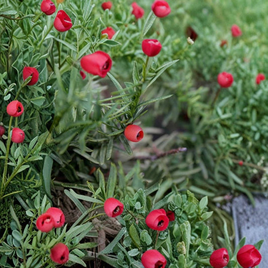 Japanese Yew – Taxus cuspidata ‘Capitata’ Seeds | 120 Evergreen Tree Seeds | Hardy Shade-Tolerant Conifer | Bonsai, Hedge & Landscape Tree