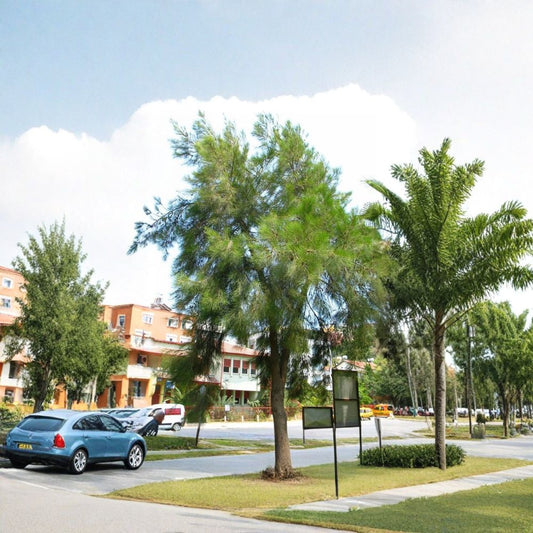 River She-Oak – Casuarina cunninghamiana Tree Seeds | 5400 Seeds | Fast Growing Evergreen Windbreak | Heat & Salt Tolerant | Tropical Shelterbelt Tree | Zone 9–11