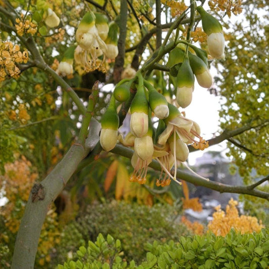 Kapok Tree (Silk Cotton Tree) – Ceiba pentandra Seeds | 60 Fast Growing Tropical Tree Seeds | Zones 9–11