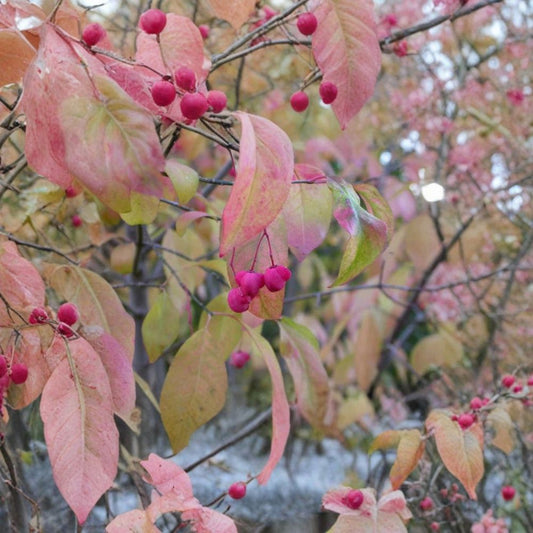 Eastern Wahoo Burning Bush – Euonymus atropurpurea Seeds | 120 Seeds | Native Hardy Shrub | Brilliant Red Fall Color | Wildlife Garden Favorite