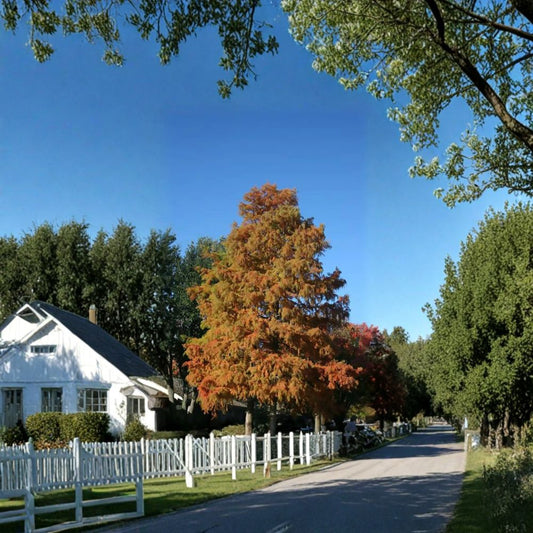 Bald Cypress – Taxodium distichum Tree Seeds | 10 Seeds | Hardy Deciduous Conifer | Fast Growing Shade Tree | Wet Soil Tolerant | Zone 4–8