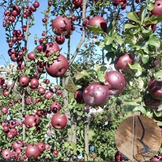 Arkansas Black Apple Trees – 2 Live Bare Root Trees | 18–24 Inches Tall | Heirloom Dark Red Apples | Home Orchard Fruit Tree