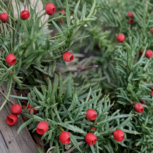 Japanese Yew – Taxus cuspidata ‘Capitata’ Seeds | 480 Evergreen Tree Seeds | Shade-Tolerant Conifer | Bonsai, Hedge & Landscape Tree
