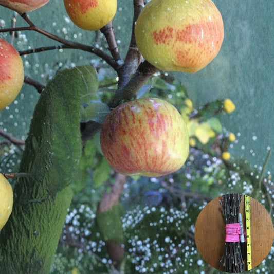 Gravenstein Apple Scion Wood – 3 Fresh Cuttings for Grafting | 6–8 Inches Long | Classic Tart Apple Variety | Fruit Tree Propagation