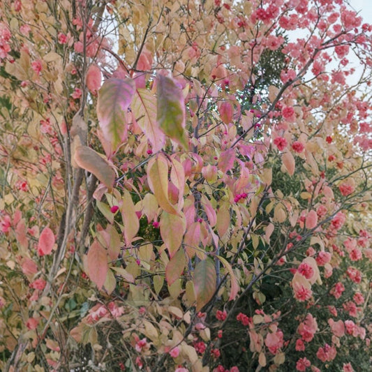 Eastern Wahoo Burning Bush – Euonymus atropurpurea Seeds | 240 Seeds | Native Hardy Shrub | Vibrant Red Fall Foliage | Bulk Wildlife Planting