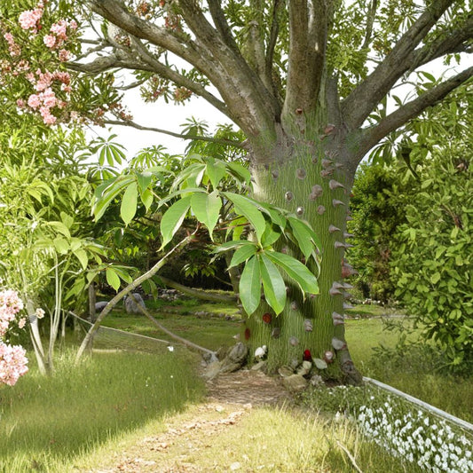 Kapok Tree (Silk Cotton Tree) – Ceiba pentandra Seeds | 240 Fast Growing Tropical Tree Seeds | Zones 9–11
