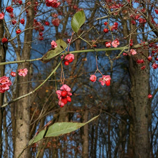 Eastern Wahoo Burning Bush – Euonymus atropurpurea Seeds | 480 Seeds | Native Hardy Shrub | Brilliant Red Autumn Display | Large Bulk Planting Pack