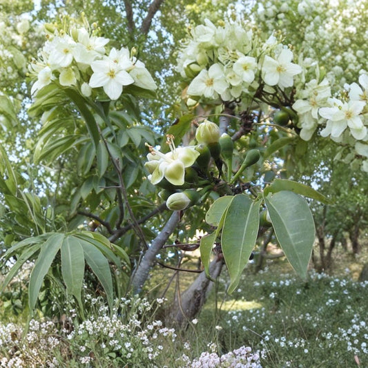 Kapok Tree (Silk Cotton Tree) – Ceiba pentandra Seeds | 480 Fast Growing Tropical Tree Seeds | Zones 9–11