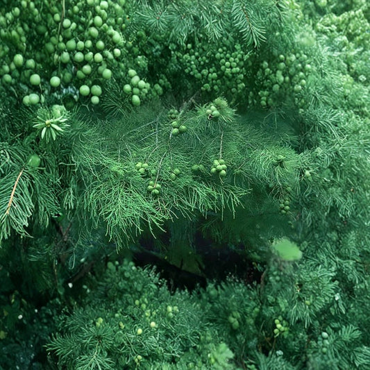 Bald Cypress – Taxodium distichum Tree Seeds | 120 Seeds | Hardy Deciduous Conifer | Fast Growing Shade Tree | Wet Soil Tolerant | Zone 4–8