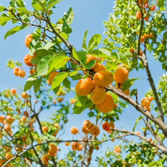 Apricot Tree – Live Rooted Fruit Tree | Up to 2 Feet Tall | Bare Root Apricot Plant | Backyard Orchard Starter