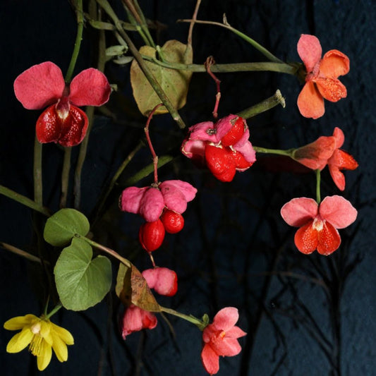 Eastern Wahoo Burning Bush – Euonymus atropurpurea Seeds | 960 Seeds | Native Hardy Shrub | Brilliant Red Fall Color | Restoration & Habitat Bulk Pack