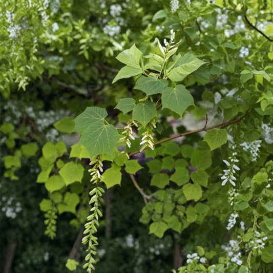 Manchurian Striped Maple Tree Seeds – Acer tegmentosum | 240 Seeds | Snake Bark Maple | Showy White Striped Bark | Hardy Shade Tree Bulk