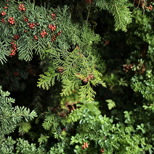Hinoki Cypress – Chamaecyparis obtusa Tree Seeds | 1,800 Seeds | Bulk Evergreen Bonsai & Privacy Screen Tree