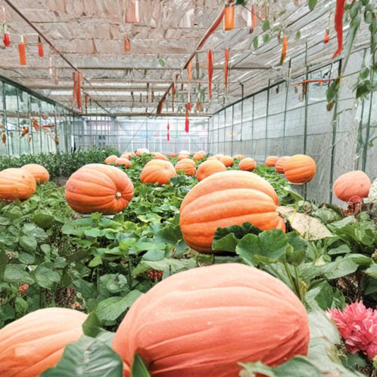 Big Max Pumpkin – Cucurbita pepo “Big Max” Seeds | 60 Seeds | Giant Pumpkin Up to 100 lbs | Open Pollinated Non-GMO | Ideal for Carving & Baking
