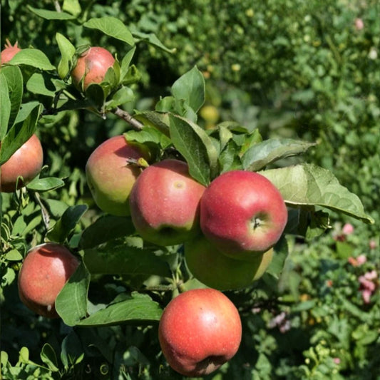 Fuji Apple Tree – Malus domestica ‘Fuji’ | Semi-Dwarf Live Fruit Tree 2–3 ft Tall | Sweet Crisp Apple Tree | Bare Root Orchard Starter